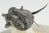 Spiny Cyphaspis Trilobite - Ofaten, Morocco #203018-3